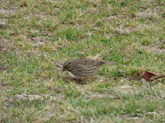 Passerculus sandwichensis