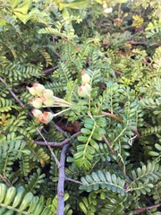 Osteomeles anthyllidifolia