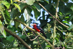Lybius bidentatus