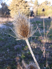 Dipsacus comosus