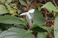 Ruellia tubiflora
