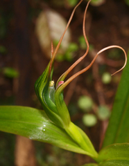 Pterostylis cardiostigma