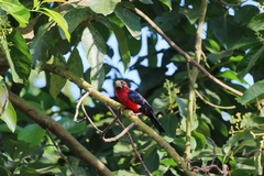 Lybius bidentatus