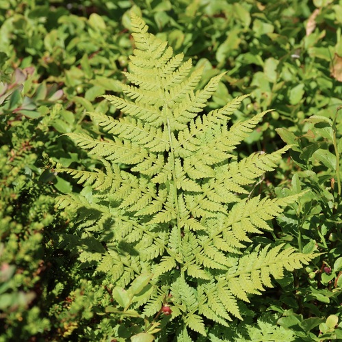 papraď horská (Dryopteris expansa)