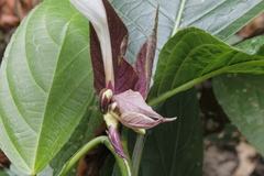 Ruellia tubiflora