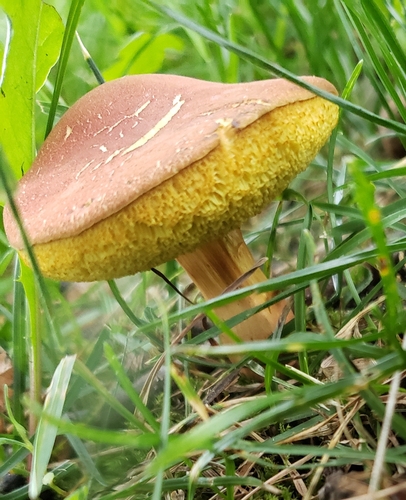 Boletus innixus