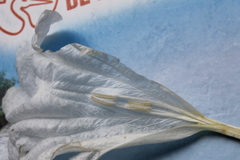 Ruellia tubiflora