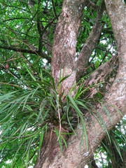Encyclia papillosa, photograph (c) Fabian Orozco, some rights reserved (CC BY)