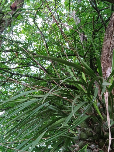 Encyclia papillosa, photograph 6