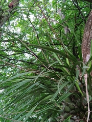Encyclia papillosa, photograph (c) Fabian Orozco, some rights reserved (CC BY)