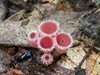 Microstoma sp. 'floccosum-IN01' - Photo (c) huafang, some rights reserved (CC BY-NC), uploaded by huafang