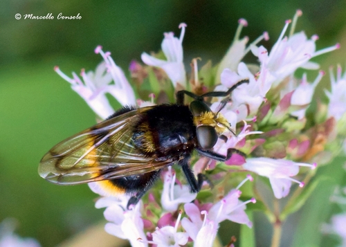 Bumble Bee Hover Fly