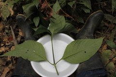 Ruellia tubiflora