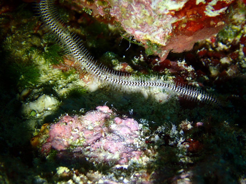 Spotted-disc Brittle Star