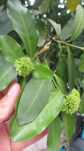 Ixora finlaysoniana