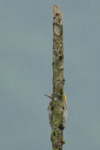Veniliornis chocoensis