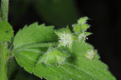 Chiropetalum griseum