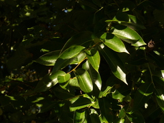 Salix × meyeriana