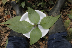 Ruellia tubiflora