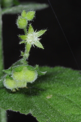 Chiropetalum griseum