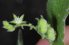 Chiropetalum griseum