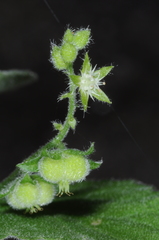 Chiropetalum griseum