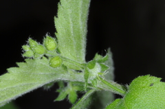 Chiropetalum griseum