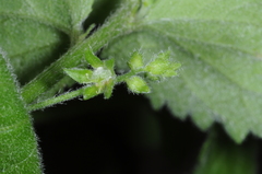 Chiropetalum griseum