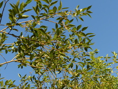 Salix × meyeriana
