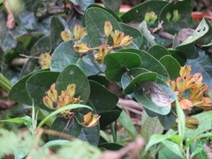 Macleania pentaptera