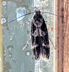 Momphidae