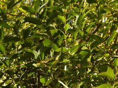Salix × meyeriana
