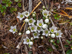 Gentianella montana ionostigma
