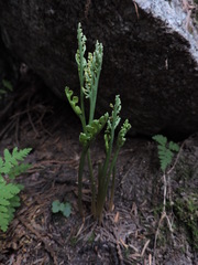 Botrychium michiganense