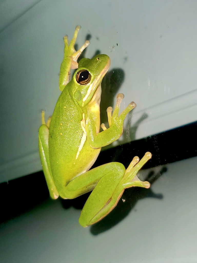 Green Treefrog from United States by currincaravan · iNaturalist