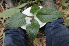 Ruellia tubiflora