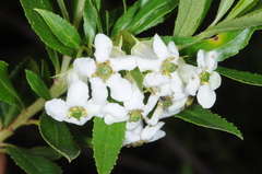 Escallonia cordobensis