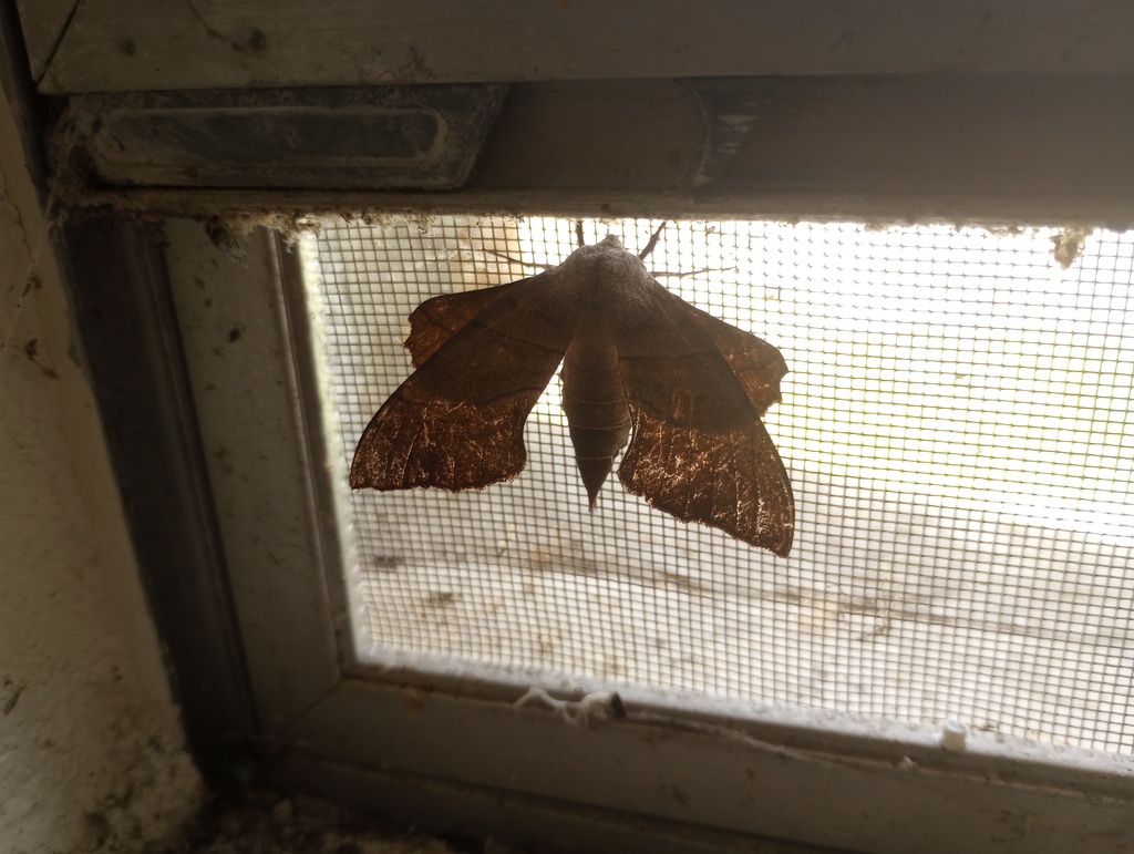 Walnut Sphinx from Transylvania County, NC, USA on July 8, 2023 at 01: ...
