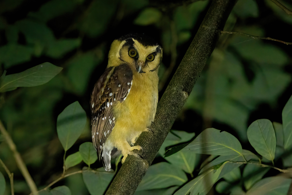 Buff-fronted Owl