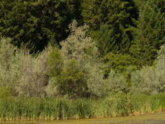 Salix exigua hindsiana