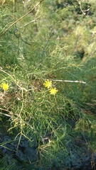 Sonchus capillaris
