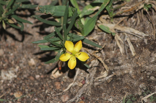 Talinum lineare