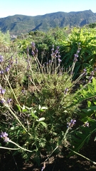 Lavandula canariensis