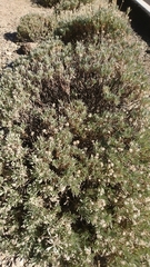 Pterocephalus lasiospermus