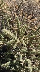 Adenocarpus viscosus