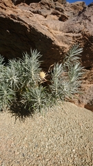 Carlina xeranthemoides