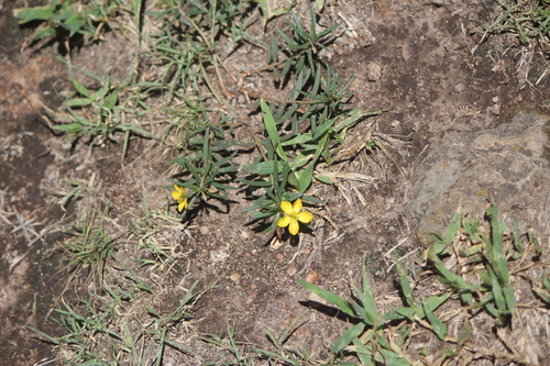 Talinum lineare