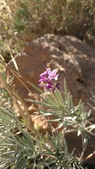 Erysimum scoparium
