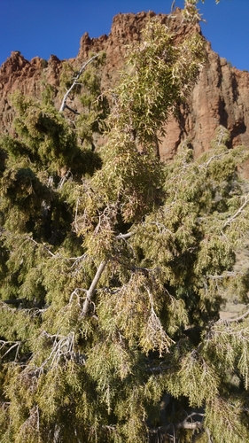 Canary Islands juniper