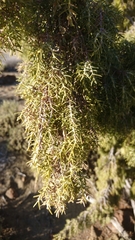 Juniperus cedrus